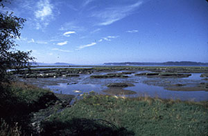Nisqually Delta Nisqually Delta