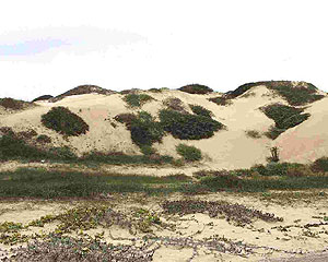 Nipomo Dunes-Point Sal Coastal Area Nipomo Dunes-Point Sal Coastal Area