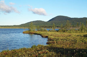 No. 5 Bog and Jack Pine Stand No. 5 Bog and Jack Pine Stand