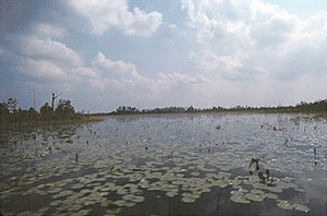 Okefenokee Swamp Okefenokee Swamp