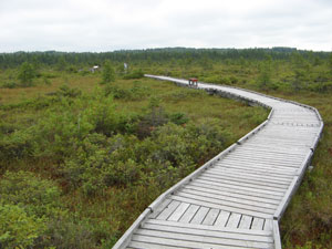 Orono Bog Orono Bog