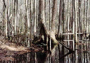 Osceola Research Natural Area Osceola Research Natural Area