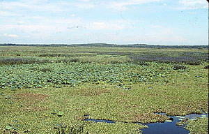 Paynes Prairie Paynes Prairie