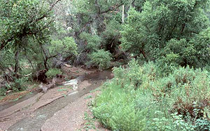 Patagonia-Sonoita Creek Sanctuary Patagonia-Sonoita Creek Sanctuary