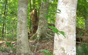 Piedmont Beech Natural Area Piedmont Beech Natural Area