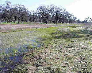 Pixley Vernal Pools Pixley Vernal Pools