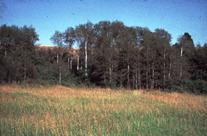 Rose Creek Preserve Rose Creek Preserve