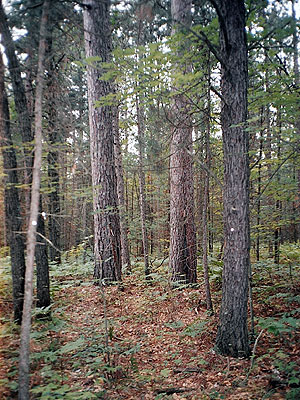 Roscommon Virgin Pine Stand Roscommon Virgin Pine Stand