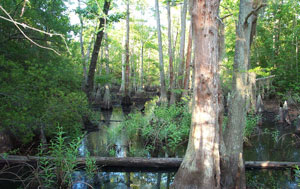 Seashore Natural Area Seashore Natural Area