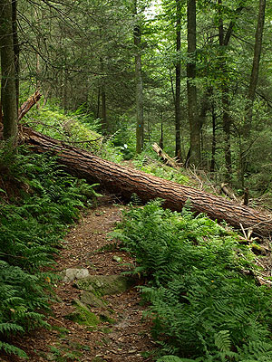 Snyder-Middleswarth Natural Area Snyder-Middleswarth Natural Area
