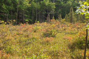 Spruce Hole Bog Spruce Hole Bog