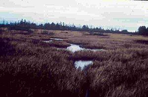 Strangmoor Bog Strangmoor Bog