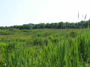 Stone Harbor Bird Sanctuary Stone Harbor Bird Sanctuary