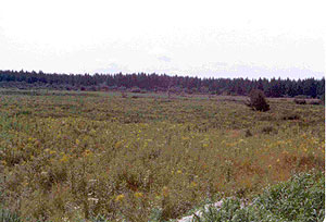 Summerton Bog Summerton Bog