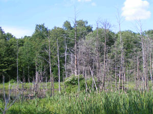 Titus and Wattsburg Bogs Titus and Wattsburg Bogs