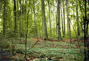 Toumey Woodlot Toumey Woodlot