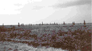 Upper Red Lake Peatland Upper Red Lake Peatland
