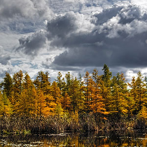Volo Bog Nature Preserve Volo Bog Nature Preserve