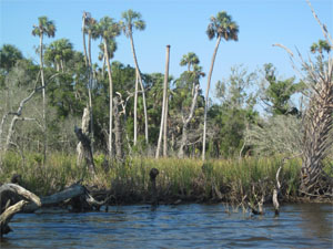 Waccasassa Bay State Preserve Waccasassa Bay State Preserve