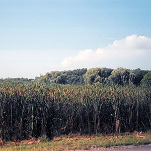 Wauconda Bog Nature Preserve Wauconda Bog Nature Preserve
