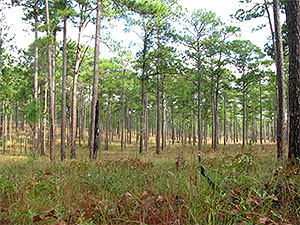 Wade Tract Preserve Wade Tract Preserve