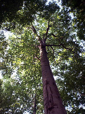 Warren Woods Natural Area Warren Woods Natural Area
