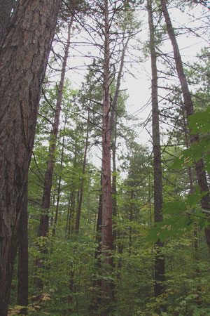 White Lake Pitch Pine White Lake Pitch Pine
