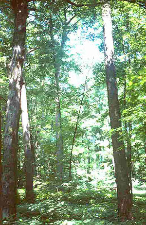 White Pine Hollow Preserve White Pine Hollow Preserve
