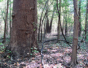 White River Sugarberry Natural Area White River Sugarberry Natural Area