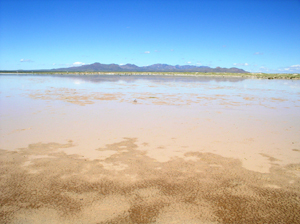 Willcox Playa Willcox Playa
