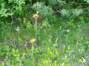 Zurich Bog Zurich Bog