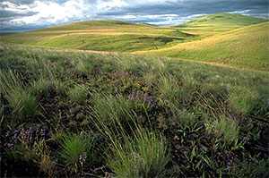 Zumwalt Prairie Zumwalt Prairie
