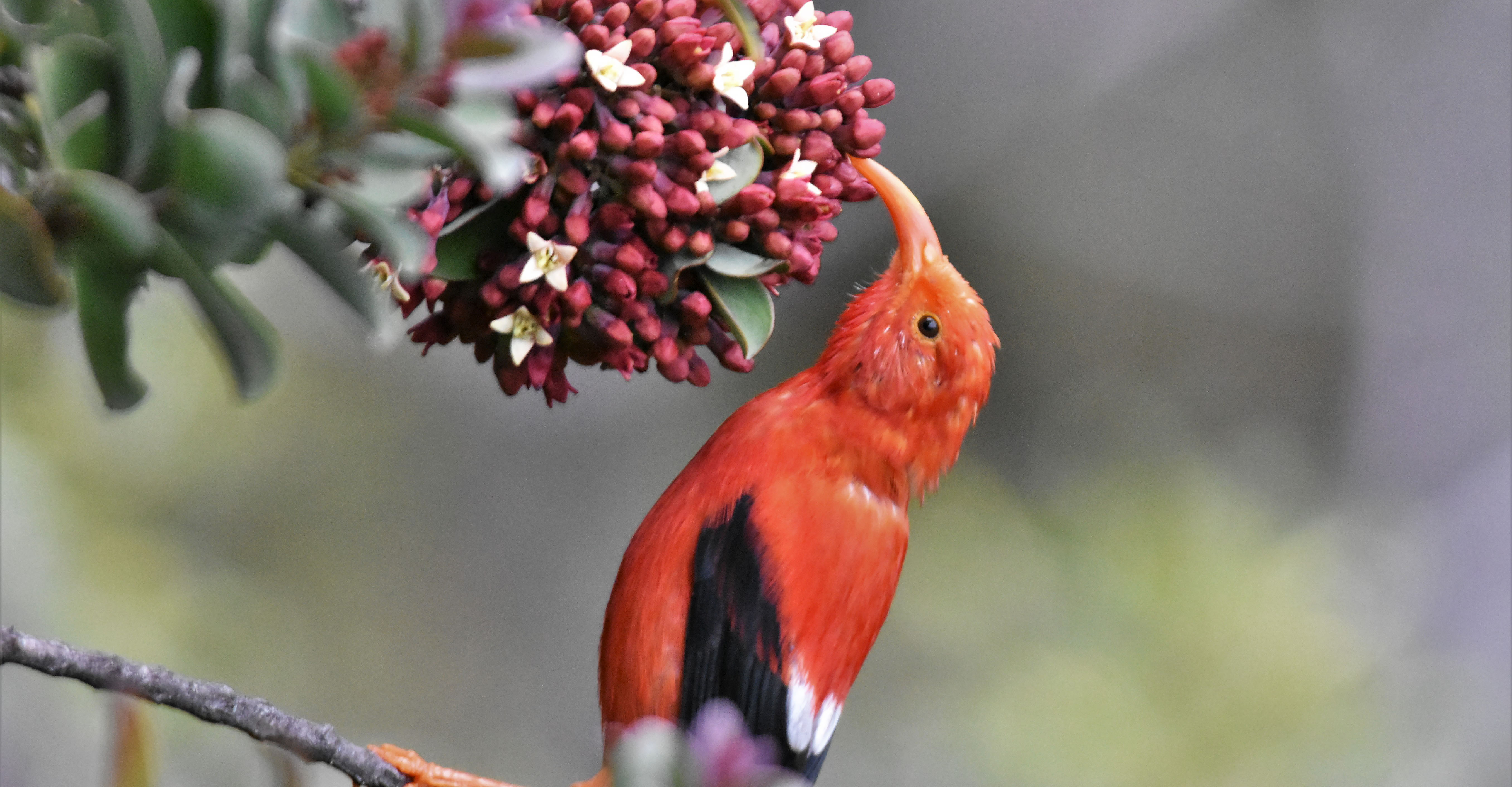 a bright red bird with black wings and a long curved beak
