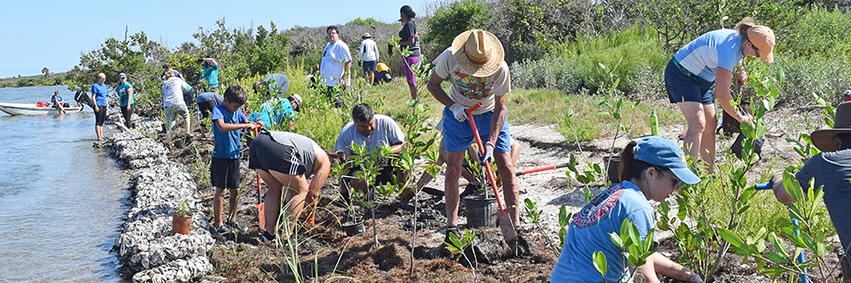 People working with shovels along a shoreline.