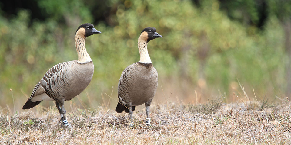 The world's rarest goose makes its zoo debut—meet the nene!
