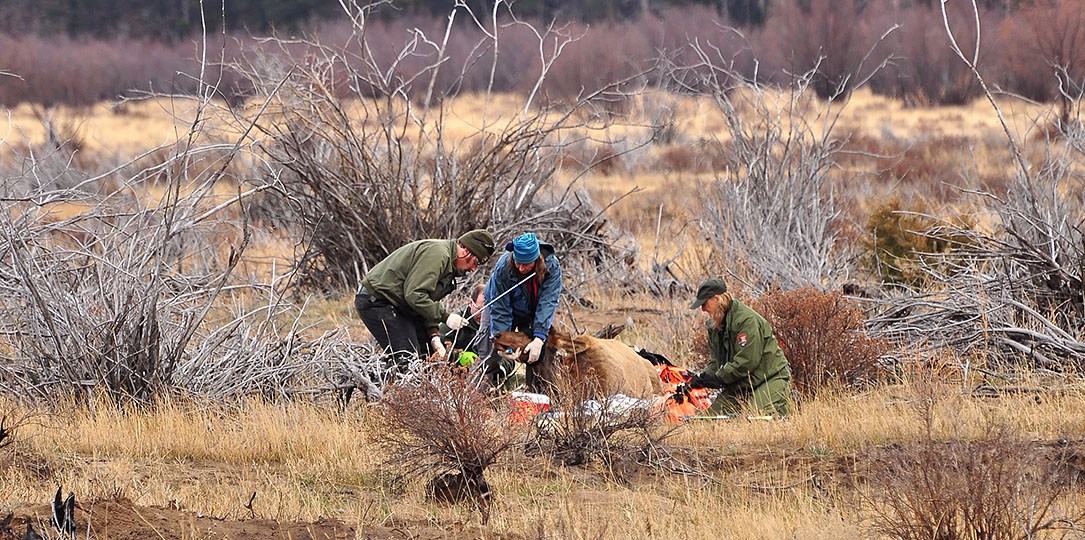 Wildlife health team and cooperators take blood samples from an elk in Rocky Mountain National Park Wildlife health team and cooperators take blood samples from an elk in Rocky Mountain National Park