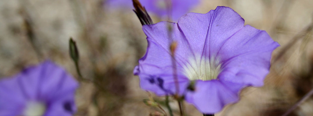 purple flowers purple flowers