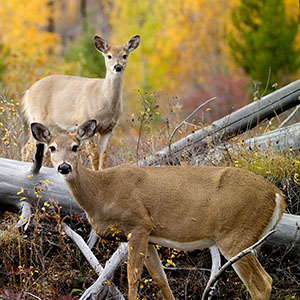 Two does standing in a wooded area Two does standing in a wooded area