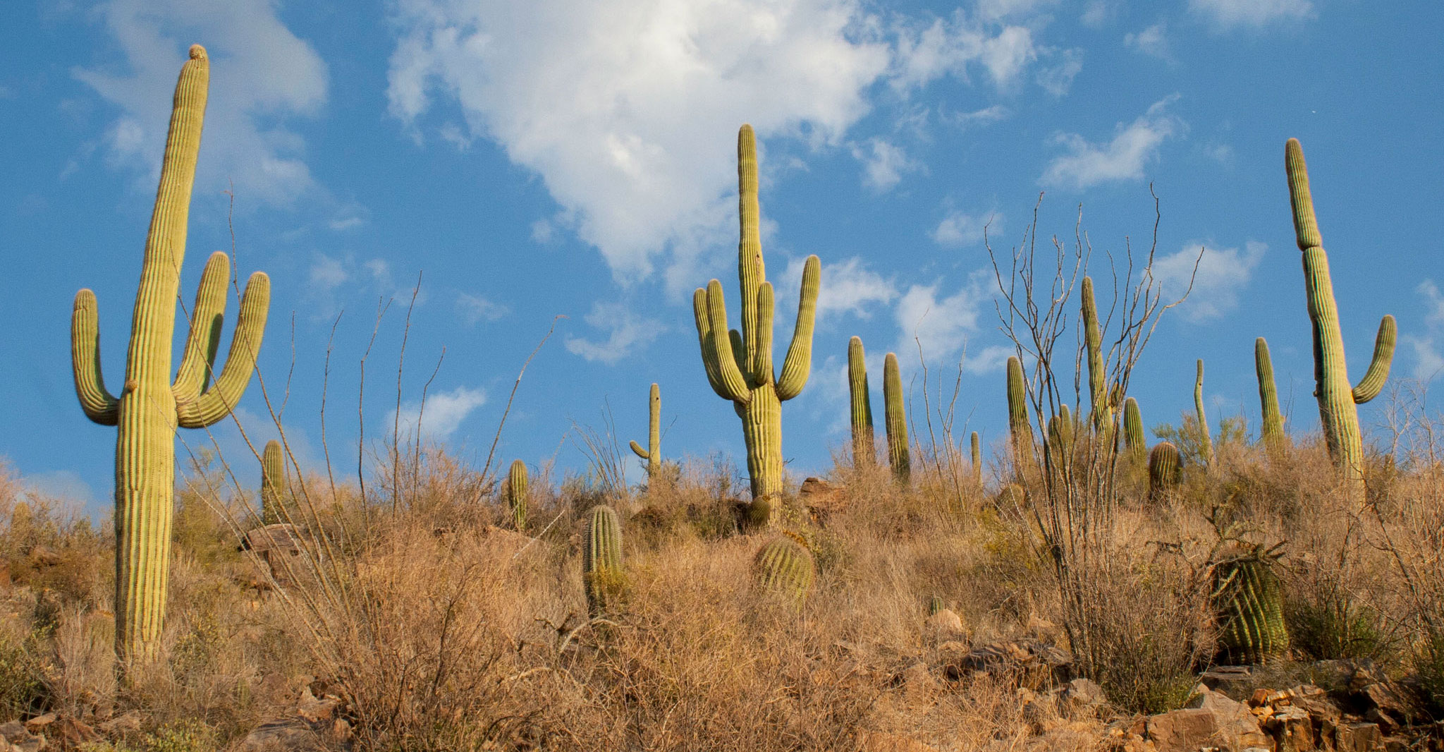 towering green cacti with limbs jutting toward the blue sky