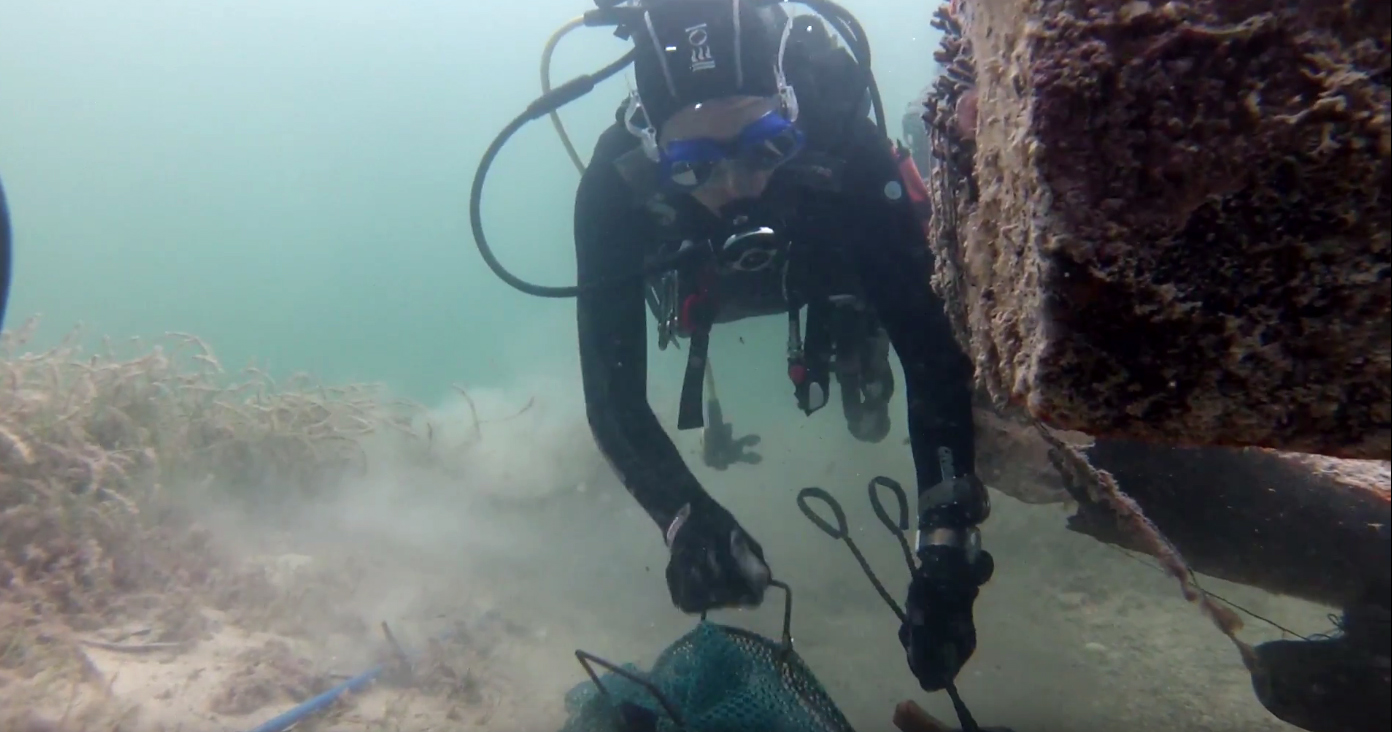A diver captures a lionfish A diver captures a lionfish