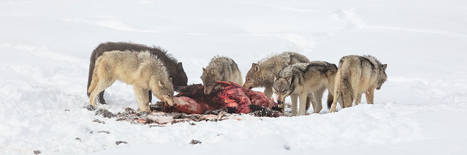 Six wolves gather around a large bloody animal carcass in the snow. Five are pulling meat from the carcass. A sixth faces away. Five wolves have light grey backs and lighter colored under bellies and legs. A sixth wolf is black overall. The snow in the foreground is packed by multiple tracks and has a few scraps from the carcass. The background shows trails in the snow that appear to have been made by the wolves.