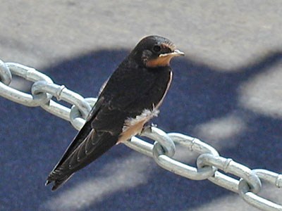 Barn swallow