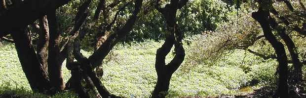 COAST LIVE OAK RIPARIAN FOREST