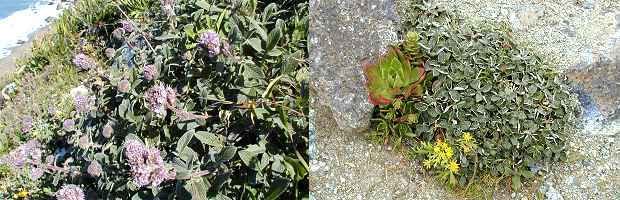 Coast Bluff Scrub Community Coast Bluff Scrub Community