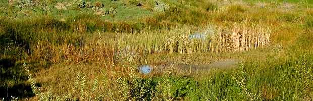 Freshwater Marsh Community Freshwater Marsh Community