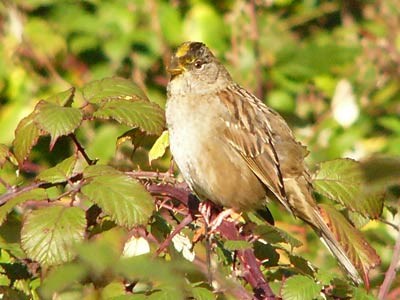 Golden-crowned Sparrow