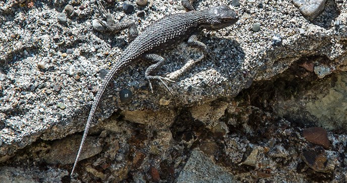 Fence lizard on a rock