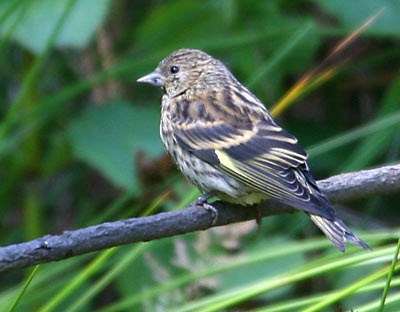 Pine siskin