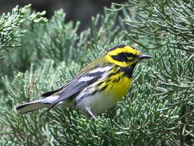 Townsend's Warbler