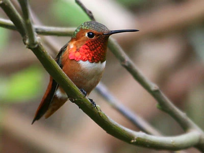 Allen's hummingbird